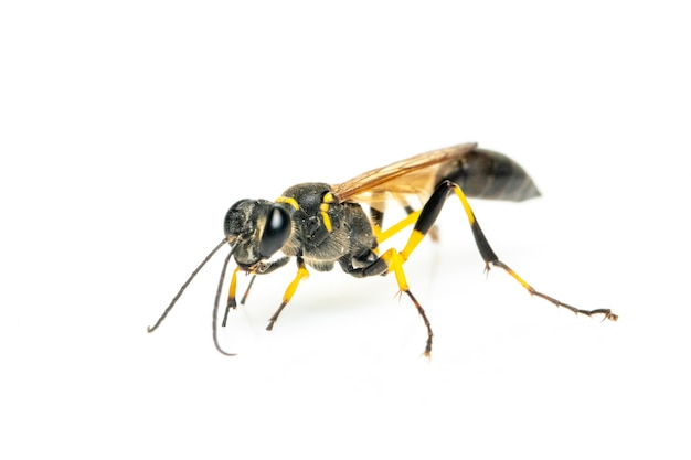 Schlammwespe (Sphecidae) isoliert. Insekt. Tier.