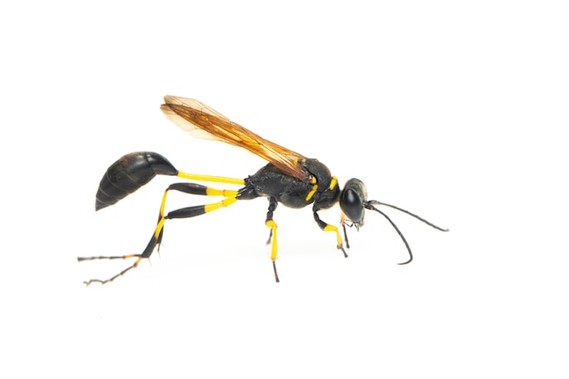 Schlammwespe (Sphecidae) isoliert. Insekt. Tier.