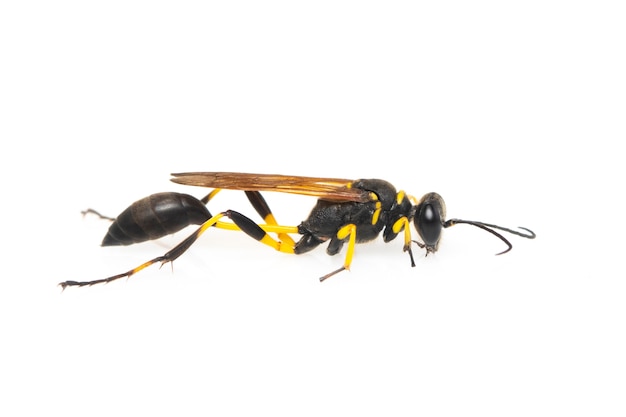 Schlammwespe (Sphecidae) isoliert. Insekt. Tier.