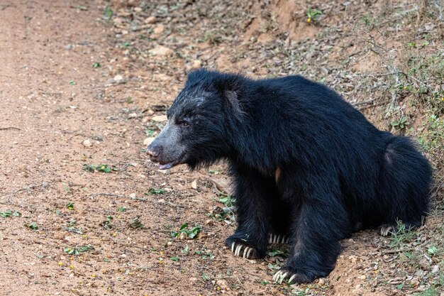 Foto schlampenbär