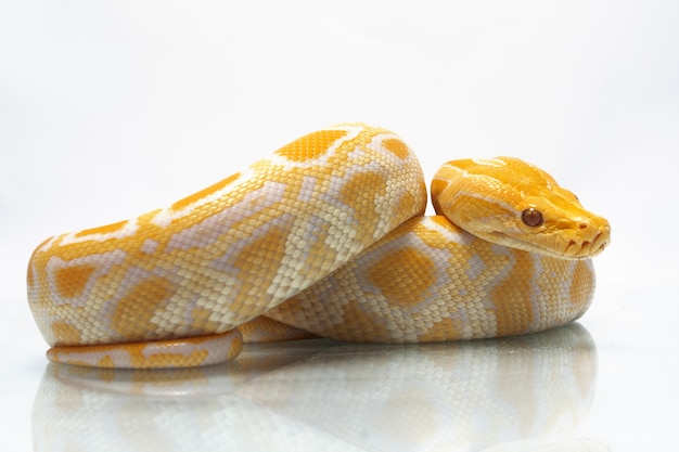 Schlange Albino Burmesische Python isoliert auf weißem Hintergrund