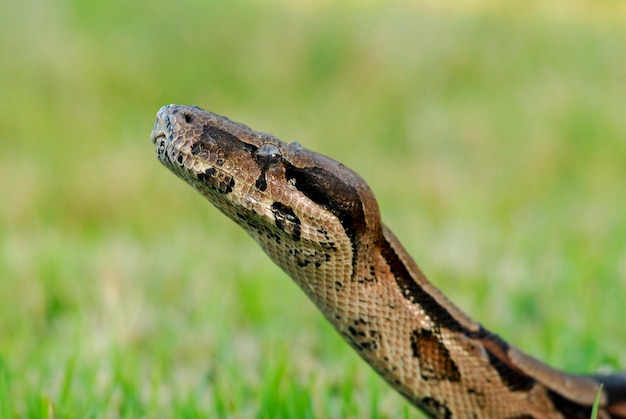 Schlange Boa constrictor Schlange über grünem Gras mit verschwommenem Hintergrund