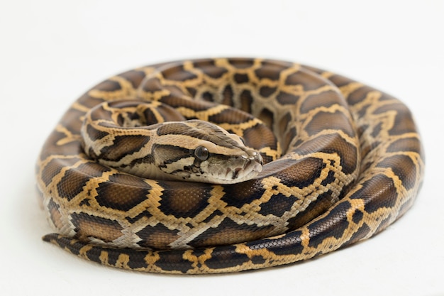 Schlange Burmesische Python Python molurus bivittatus isoliert