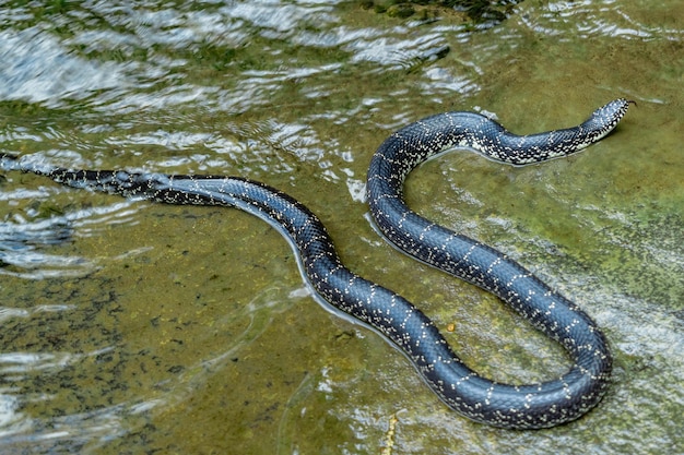 Foto schlange im wasser