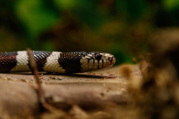 Schlange lampropeltis getula californiae