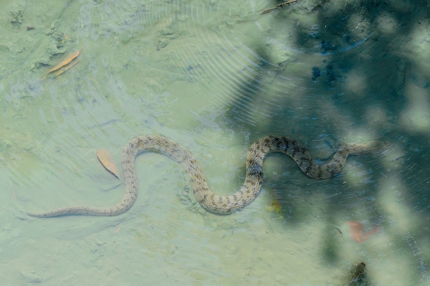 Schlangen finden Nahrung im Wasser.
