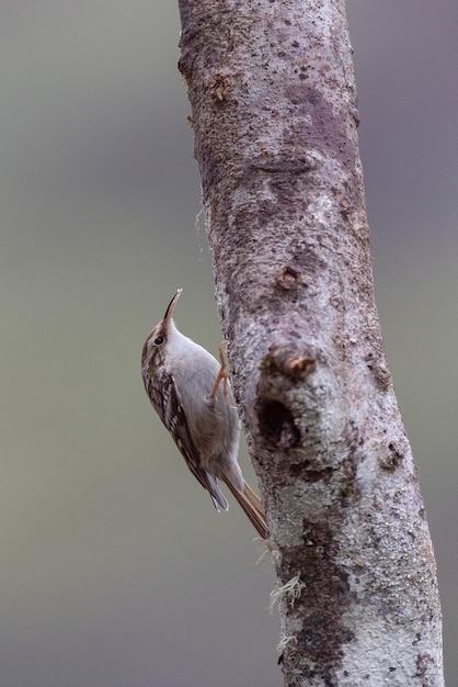 Schlangenbaumläufer (Certhia brachydactyla) Leon, Spanien