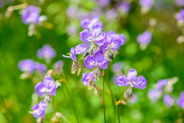 Schlangenblumenfeld mit Haube