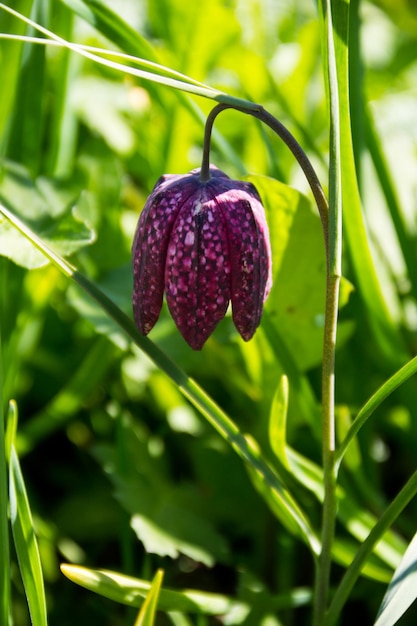 Schlangenkopf-Scheckenfalter - Fritillaria meleagris