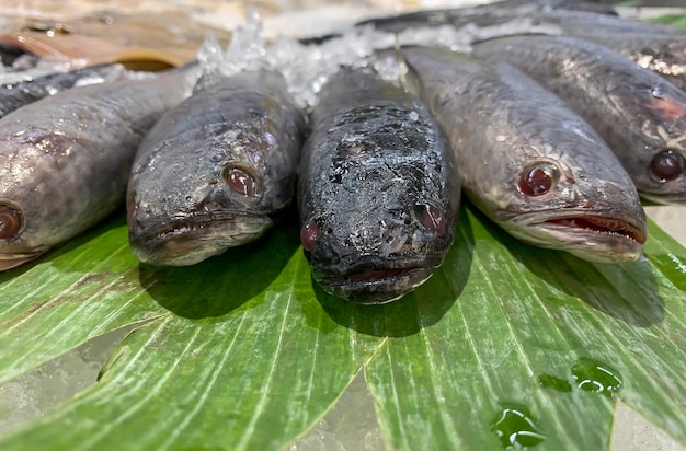 Schlangenkopffisch Channa striata auf dem Bananenblatt