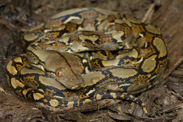 Schlangenretikulierte Python (Python reticulatus)