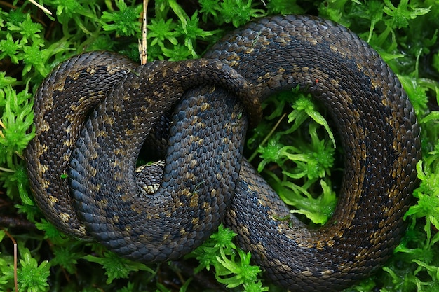 Schlangenviper im Sumpf, Reptil in freier Wildbahn, giftiges gefährliches Tier, wild lebende Tiere