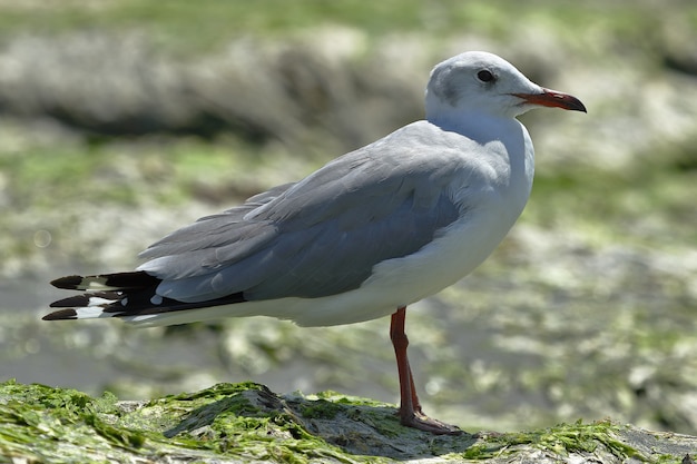 Schlanke Möwe