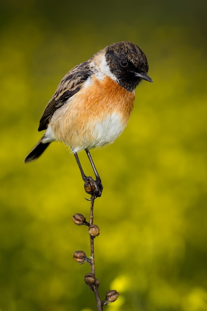 Schlanker Vogel auf einem schlanken Ast