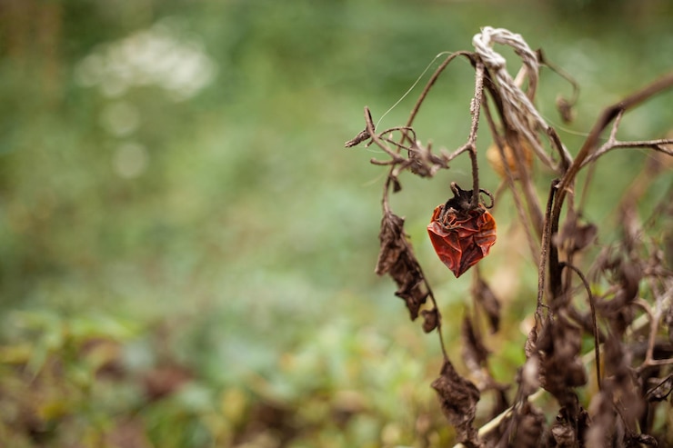 Foto schlechte ernte verfaulte gemüse dürre konzept der welthunger nahrungsmittelkrise ernteversagen leere fläche für text