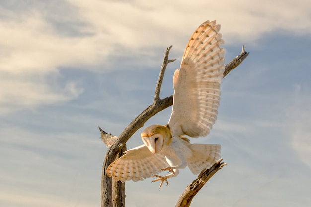 Schleiereule im Flug kommt für eine Landung herein