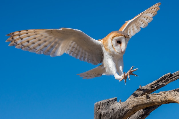 Schleiereule im Flug Vorbereitung auf eine Landung auf nackten Ästen