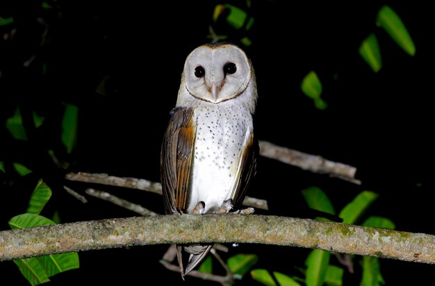 Schleiereule Tyto alba Schöne Vögel von Thailand