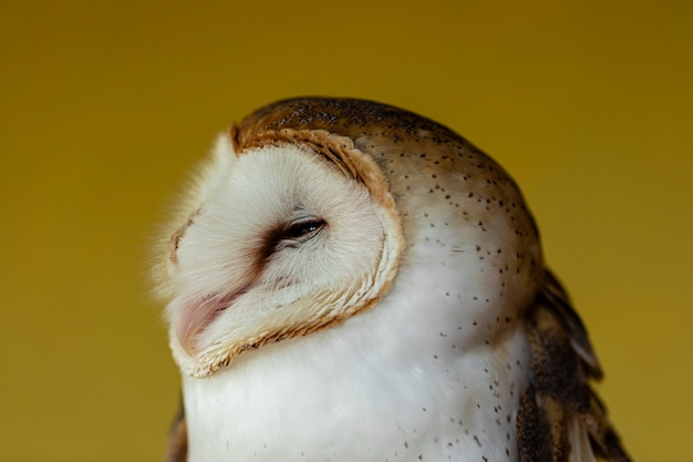 Schleiereulen (Familie Tytonidae) sind eine der beiden Eulenfamilien, die andere sind die echten Eulen oder typischen Eulen, Strigidae.