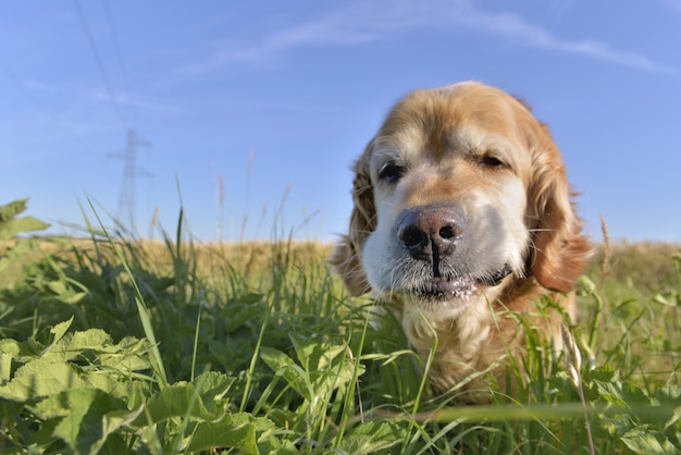 Schließen Sie auf einem lustigen Porträt eines Hundegolden retriever, der Gras auf einem Gebiet isst