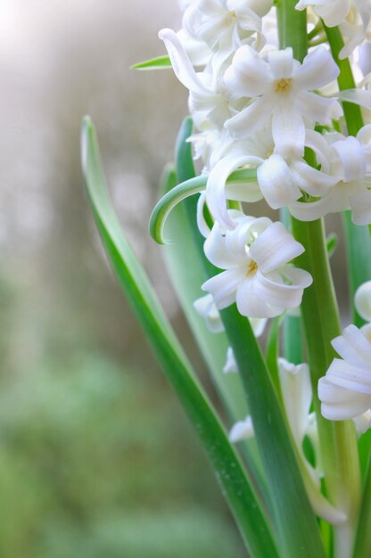 Schließen Sie auf weißen Blumen