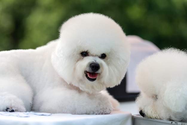 Schließen Sie Baby Bichon Hund auf Gras