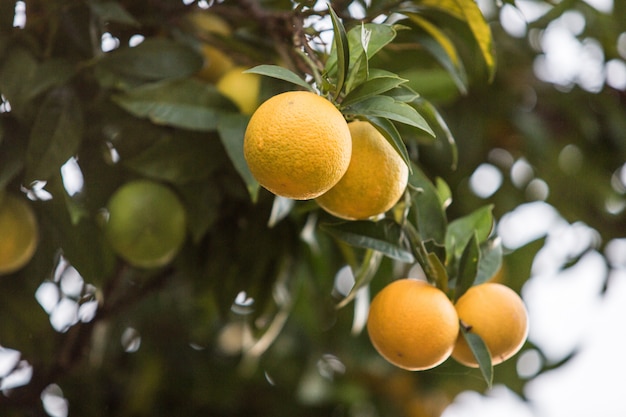 schließen Sie Baum mit Orange