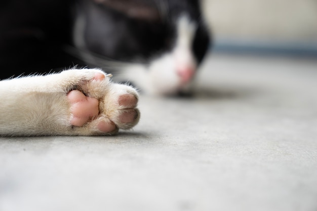 Schließen Sie das Bein der weißen Katze mit der rosa Tatze, schlafende Katze auf Zementboden