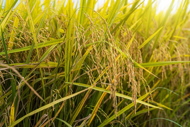 Schließen Sie das goldene Reisohr in der Nähe der Ernte auf organischem grünem Gras mit Feldmaisfeld oder in der asiatischen Landwirtschaftsernte mit Sonnenlichtsonnenunterganghintergrund.