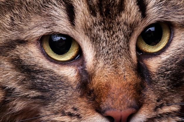 Schließen Sie die Augen der Katze. Studiofoto