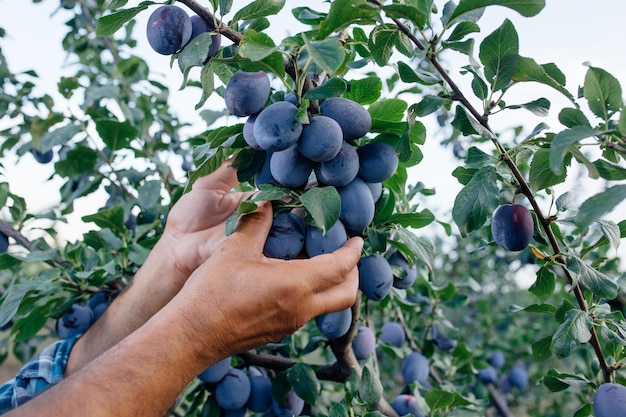 Schließen Sie die Hände eines älteren Landwirts, der die Pflaumen auf dem Baum untersucht und die Qualitätskontrolle durchführt