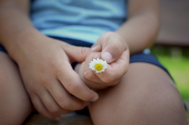 Schließen Sie die Kindhand, die eine kleine Gänseblümchenblume anhält