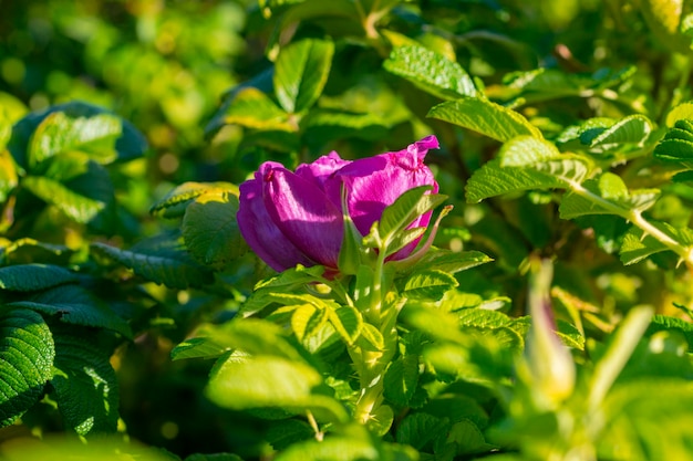 Schließen Sie die lebendige rosa Rosenblüte zwischen grünem Laub