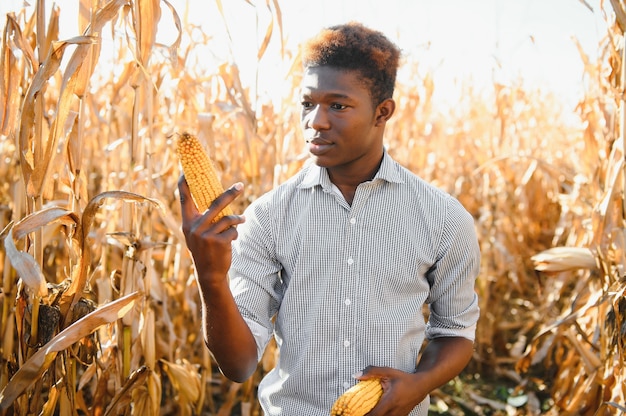 Schließen Sie einen Mais, der von einem afrikanischen Bauernmann in einem Ackerland hält.