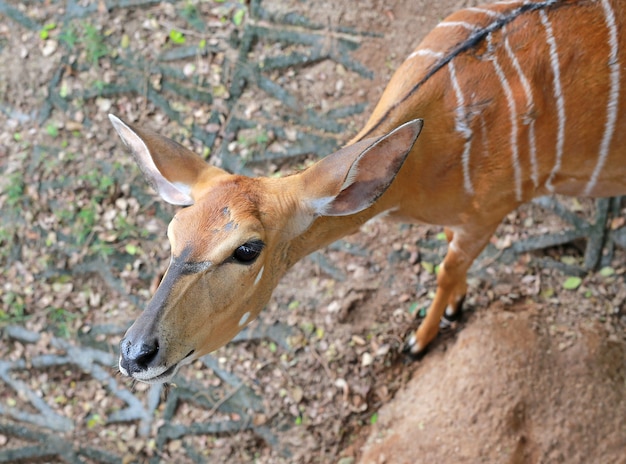 Schließen Sie Elds Hirsch