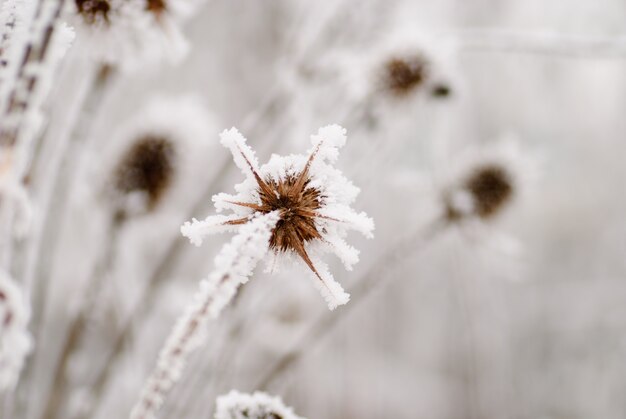 Schließen Sie Frost an einem Wintertag