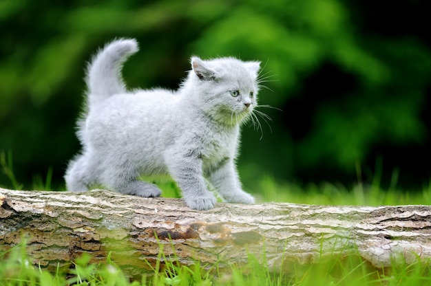 Schließen Sie graues Kätzchen auf Natur. Nettes Babykätzchen auf Baum