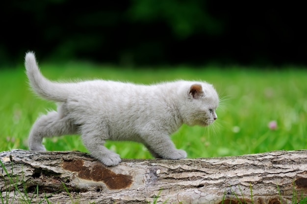 Schließen Sie graues Kätzchen auf Natur. Nettes Babykätzchen auf Baum