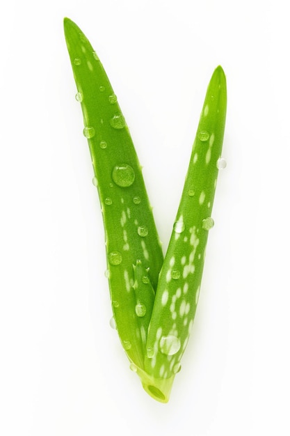 Schließen Sie herauf Aloe Vera mit den Wassertropfen, die auf weißem Hintergrund lokalisiert werden