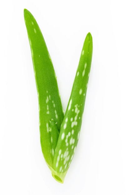 Schließen Sie herauf Aloe Vera mit den Wassertropfen, die auf weißem Hintergrund lokalisiert werden