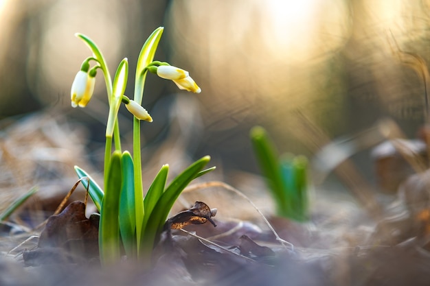 Schließen Sie herauf Ansicht der kleinen frischen Schneeglöckchenblumen, die zwischen trockenen Blättern im Wald wachsen