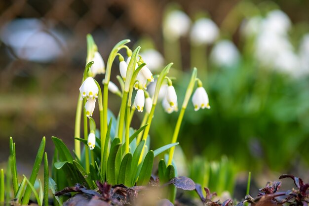 Schließen Sie herauf Ansicht der kleinen Schneeglöckchenblumen, die unter trockenen Blättern im Wald wachsen