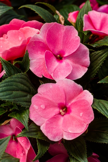 Schließen Sie herauf Ansicht der schönen Achimenes-Hausblume.