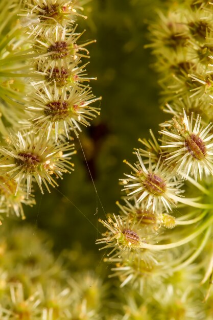 Schließen Sie herauf Ansicht der schönen Blume der wilden Karotte (Daucus Carota).