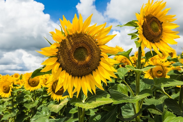 Foto schließen sie herauf ansicht der sonnenblumenblumen am abendfeld