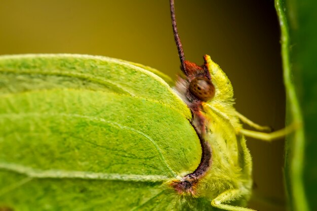 Schließen Sie herauf Ansicht des schönen Gonepteryx-Cleopatra-Schmetterlingsinsekts.