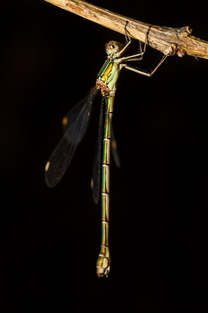 Schließen Sie herauf Ansicht des schönen Insekts des südlichen Emerald Damselfly (Lestes barbarus).