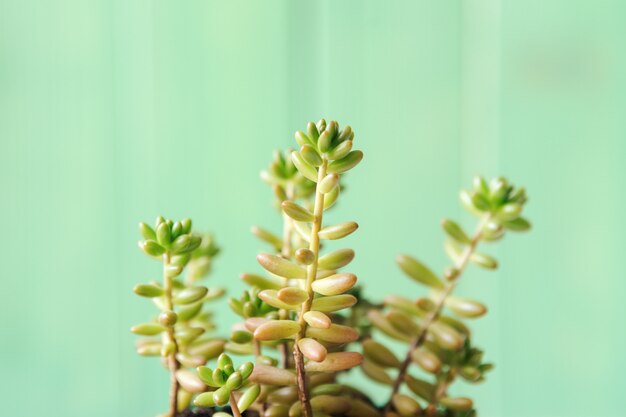 Schließen Sie herauf Ansicht eines Succulent gegen grünes Holz