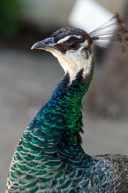 Schließen Sie herauf Ansicht eines weiblichen Pfaus (Pavo cristatus).