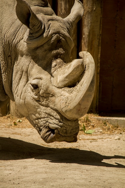 Schließen Sie herauf Ansicht eines weißen Nashorns oder des eckigen Nashorns (Ceratotherium simum) auf einem Zoo.